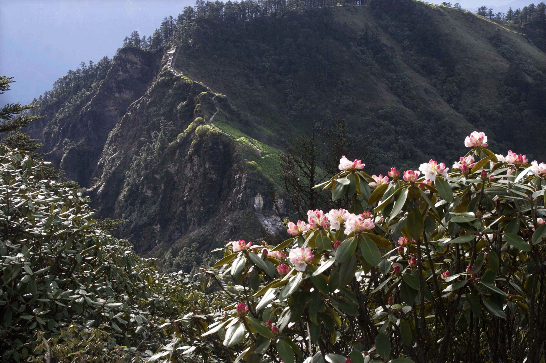 高山杜鵑2.png