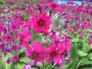 報(bào)春花開(kāi) 美麗自來(lái)