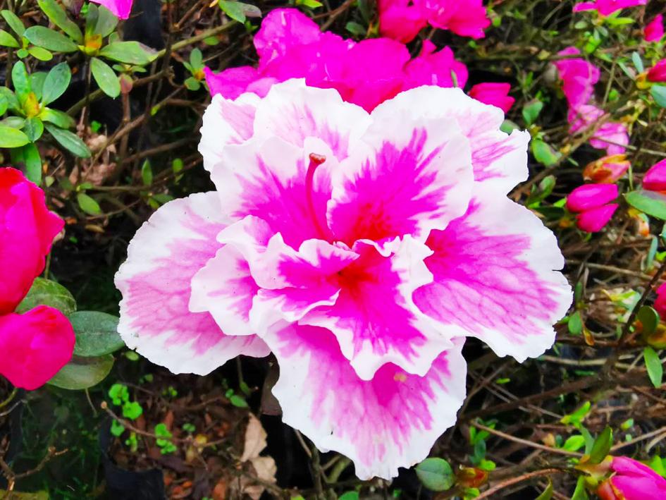 花滿西嶺