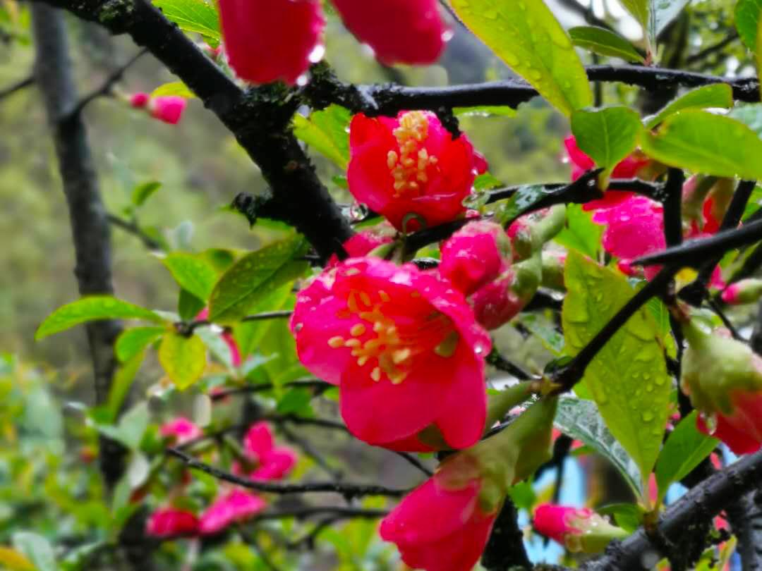 花滿西嶺