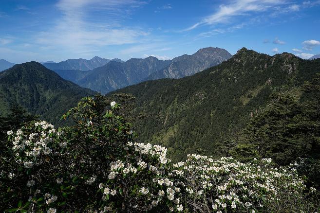 高山杜鵑