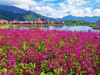 報(bào)春花