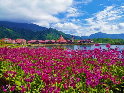 報(bào)春花