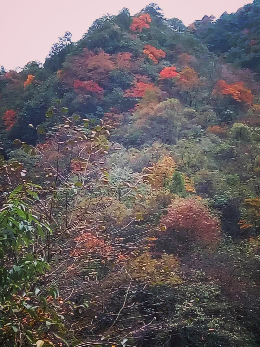 燃燒的秋天