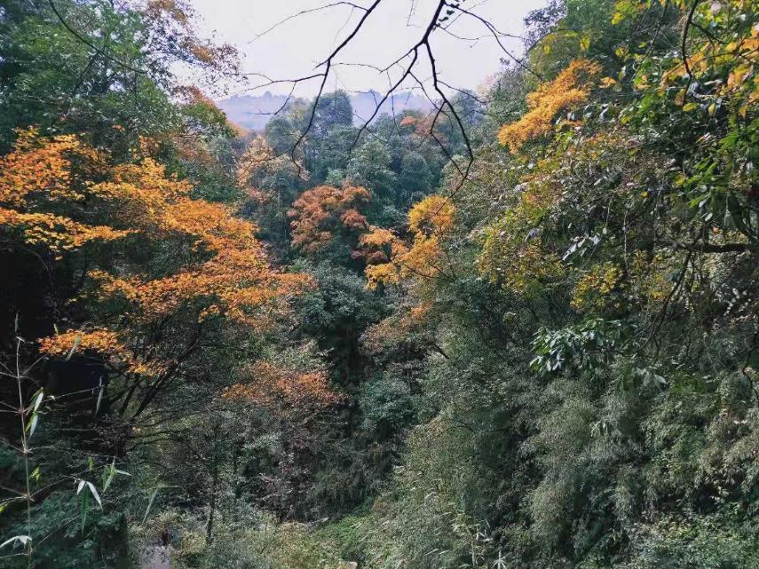 獨(dú)處深秋