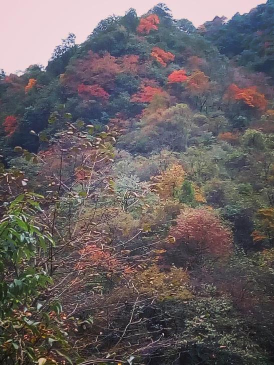 燃燒的秋天